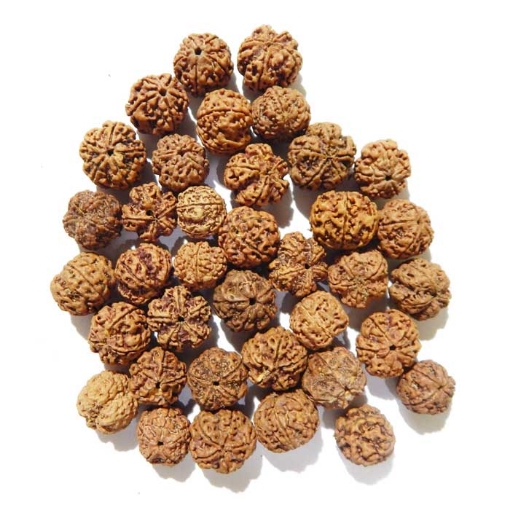 5 Face Nepali Rudraksha Pack