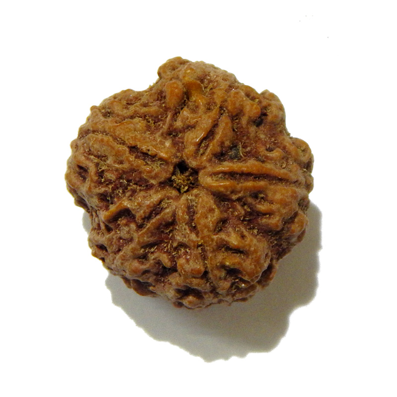 Large Size 5 Mukhi Rudraksha