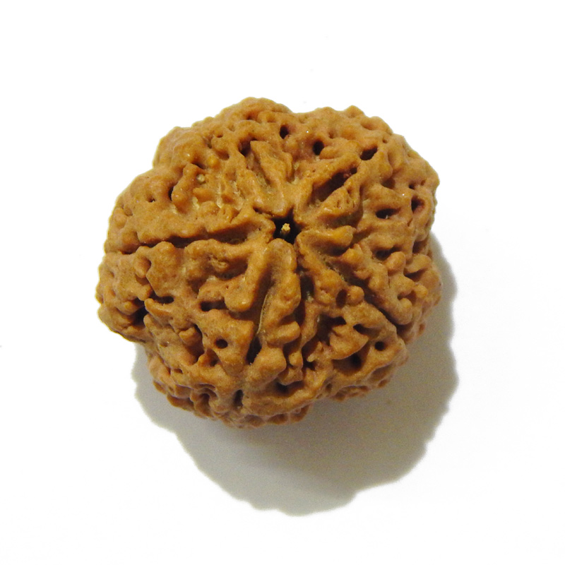 Large Size 5 Mukhi Rudraksha