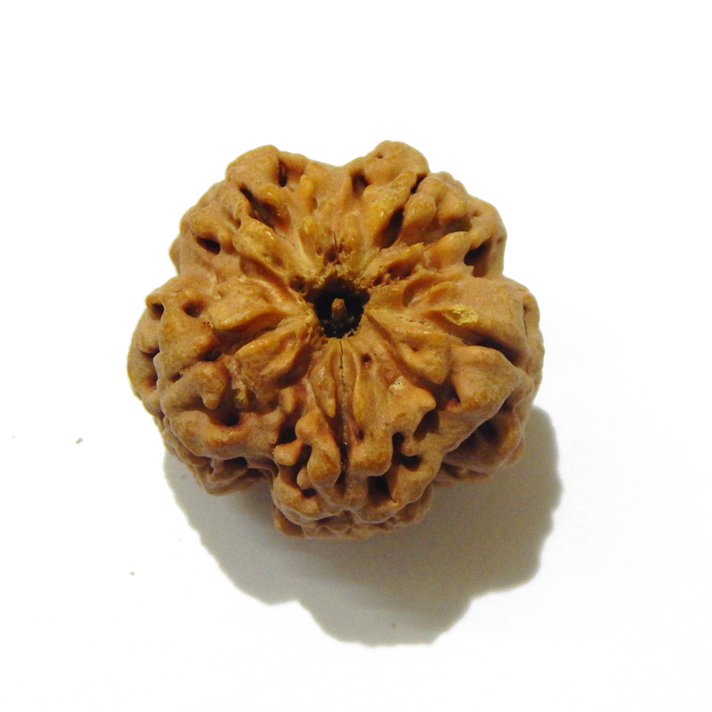 Large Size 5 Mukhi Rudraksha