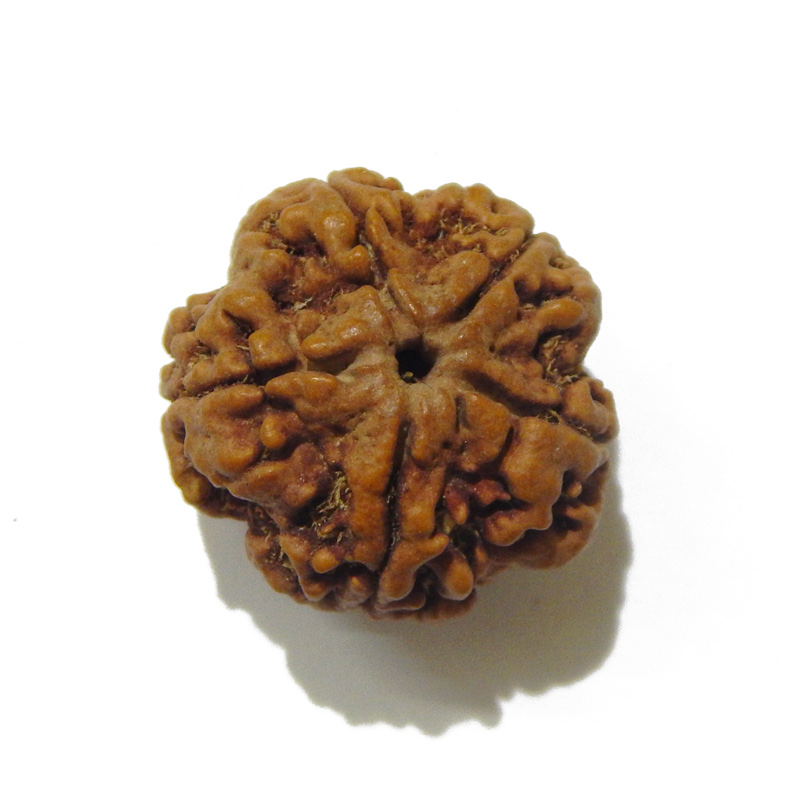 Large Size 5 Mukhi Rudraksha