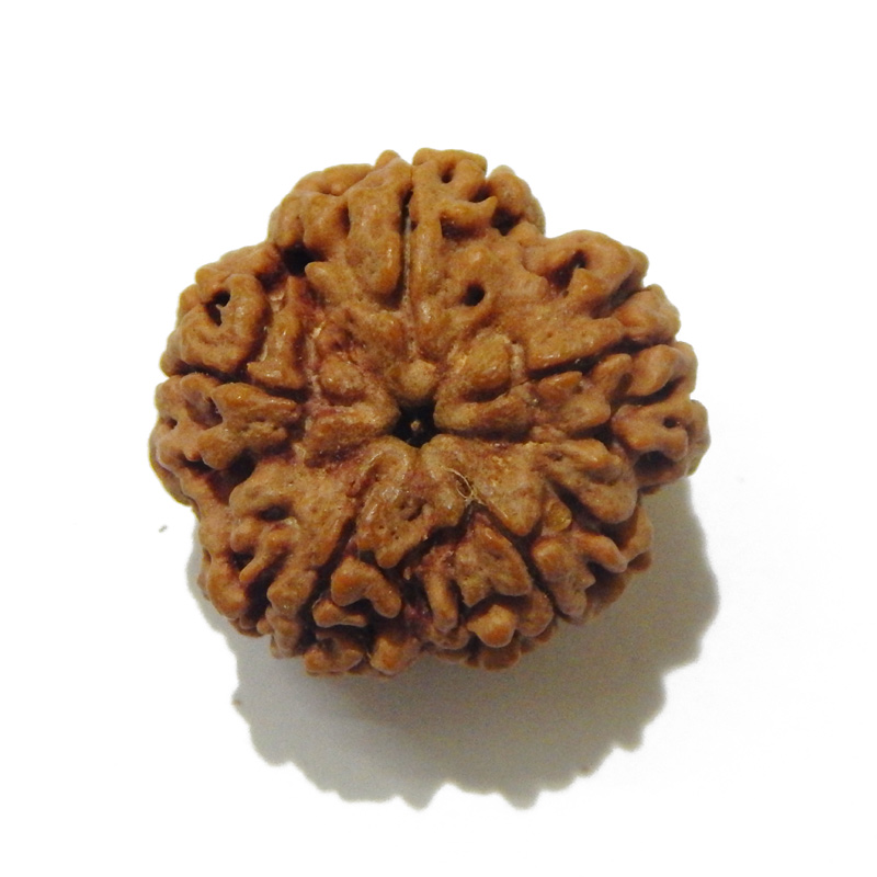 Large Size 5 Mukhi Rudraksha