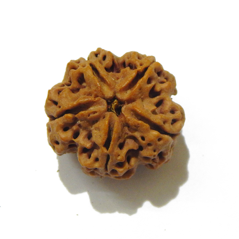 Large Size 5 Mukhi Rudraksha