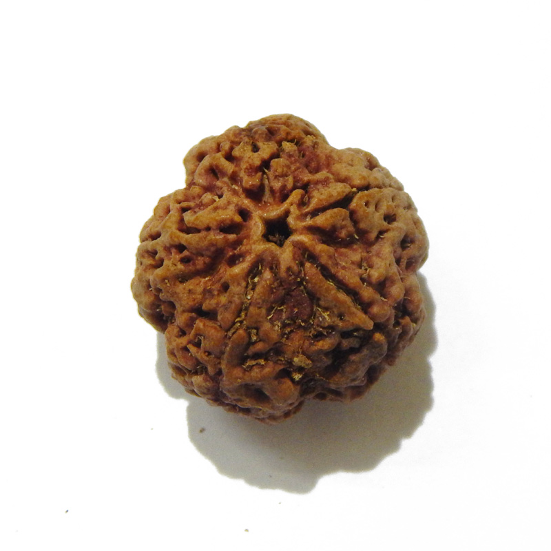 Large Size 5 Mukhi Rudraksha