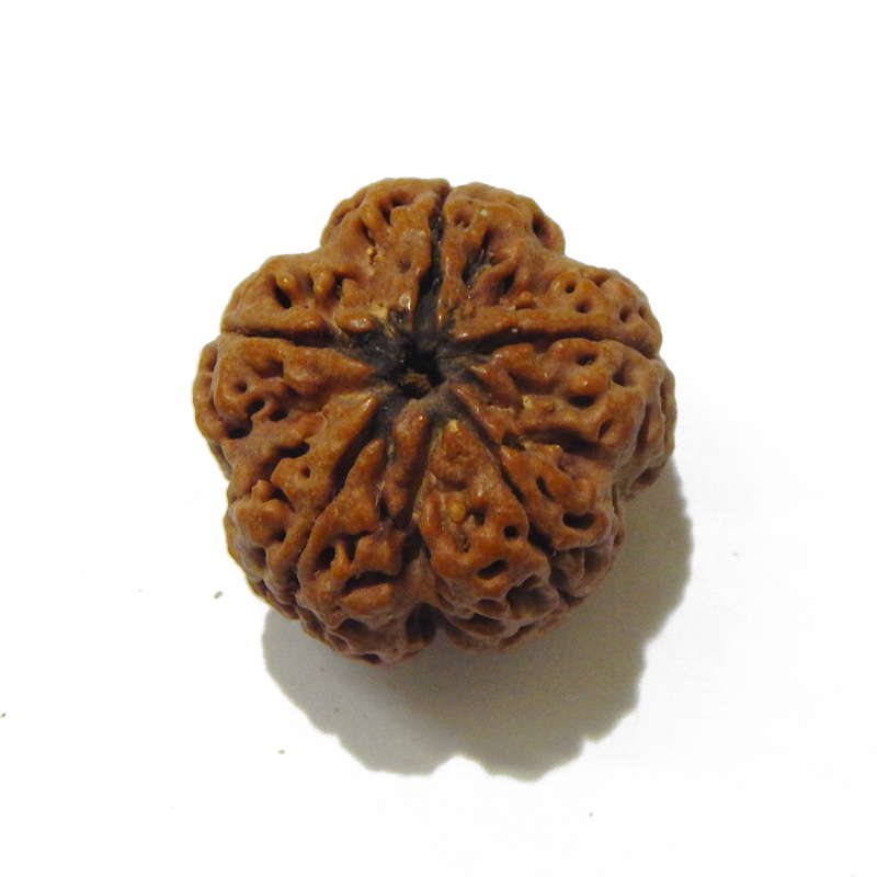 Large Size 5 Mukhi Rudraksha