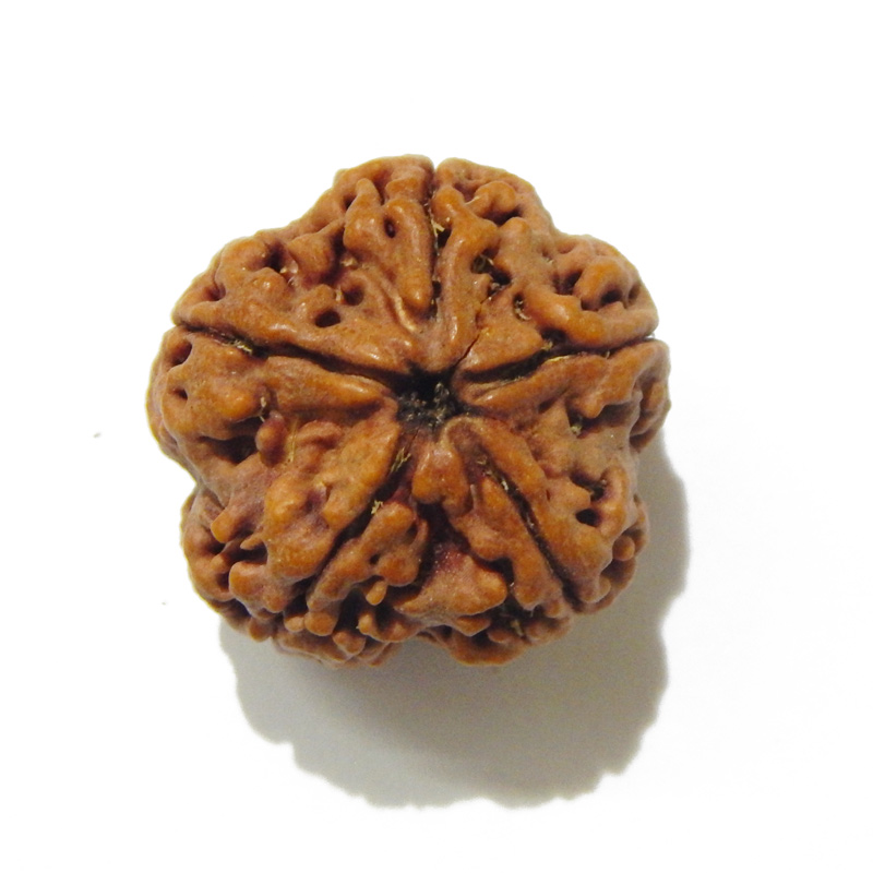 Large Size 5 Mukhi Rudraksha