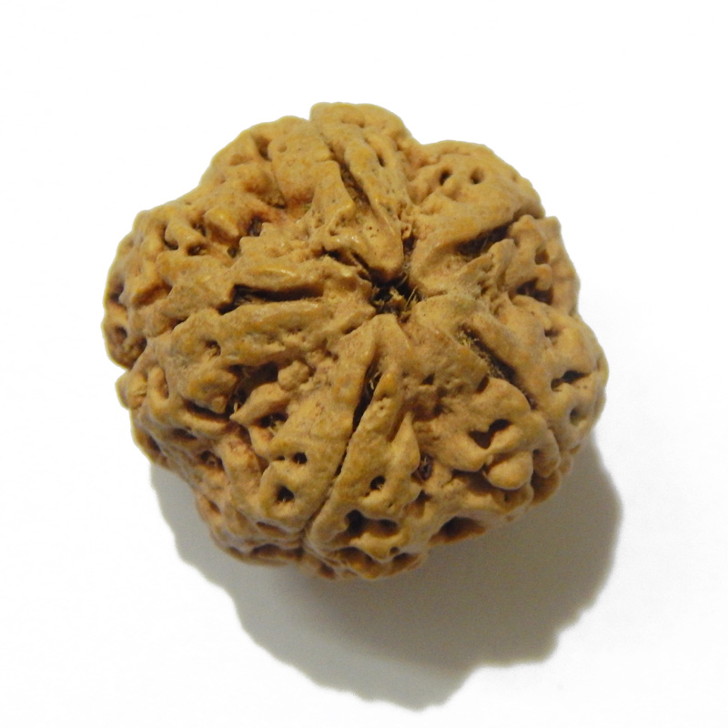 Large Size 5 Mukhi Rudraksha