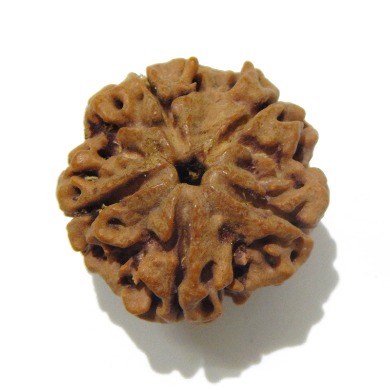Large Size 5 Mukhi Rudraksha