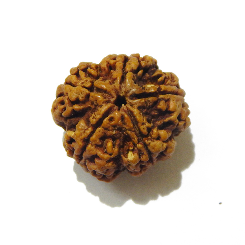 Large Size 5 Mukhi Rudraksha