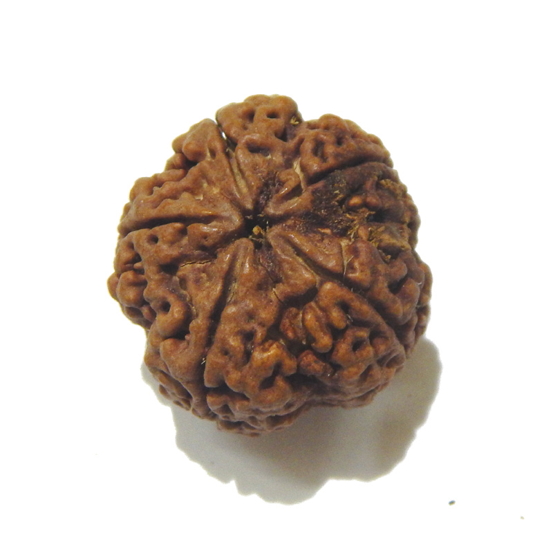 Large Size 5 Mukhi Rudraksha
