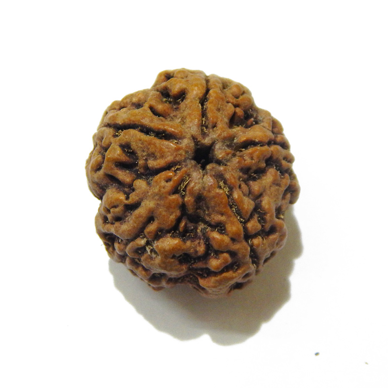 Large Size 5 Mukhi Rudraksha