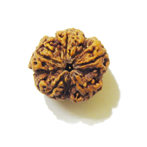 Large Size 5 Mukhi Rudraksha