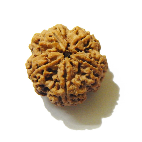Large Size 5 Mukhi Rudraksha